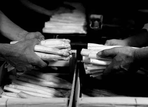 DEUX TENUES asperges